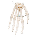 Hand Bone Mounted Model
